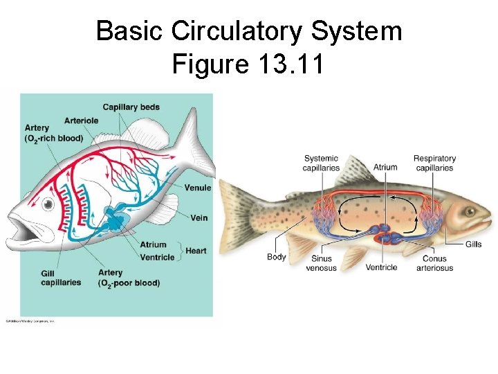 Basic Circulatory System Figure 13. 11 
