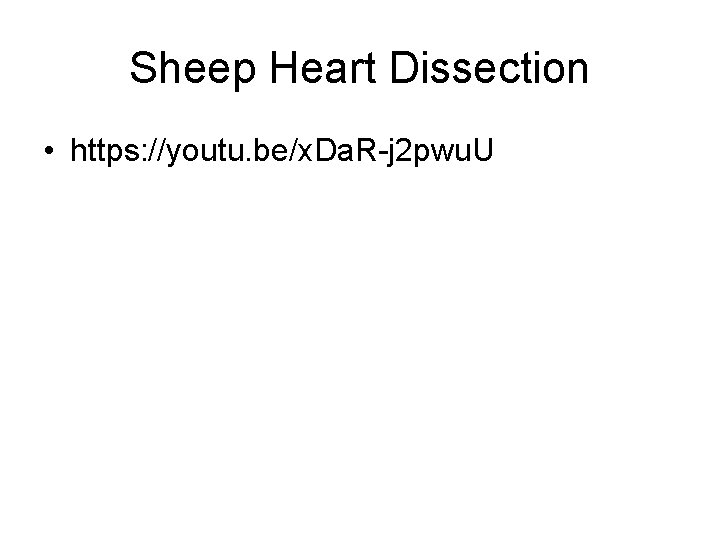 Sheep Heart Dissection • https: //youtu. be/x. Da. R-j 2 pwu. U 