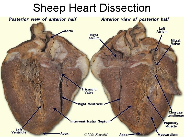 Sheep Heart Dissection 