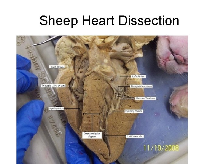 Sheep Heart Dissection 