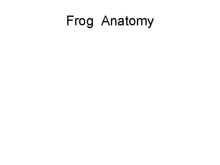 Frog Anatomy 