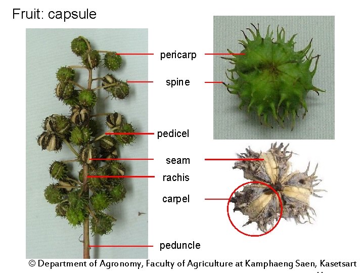 Fruit: capsule pericarp spine pedicel seam rachis carpel peduncle © Department of Agronomy, Faculty