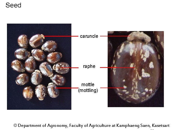 Seed caruncle raphe mottle (mottling) © Department of Agronomy, Faculty of Agriculture at Kamphaeng