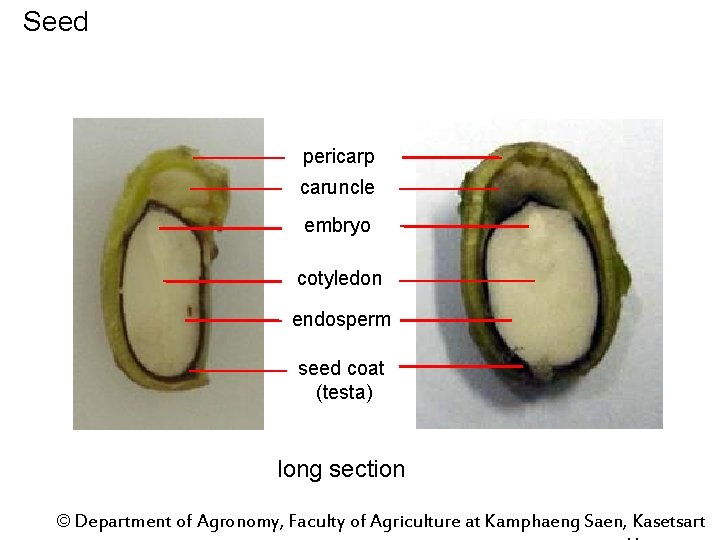 Seed pericarp caruncle embryo cotyledon endosperm seed coat (testa) long section © Department of