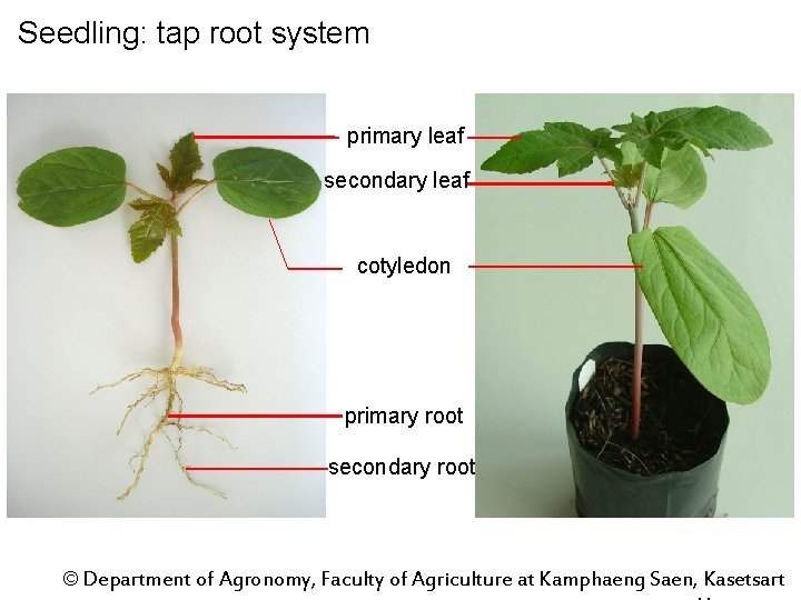 Seedling: tap root system primary leaf secondary leaf cotyledon primary root secondary root ©