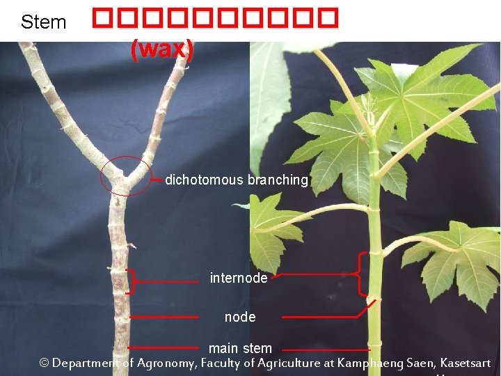 Stem ����� (wax) dichotomous branching internode main stem © Department of Agronomy, Faculty of