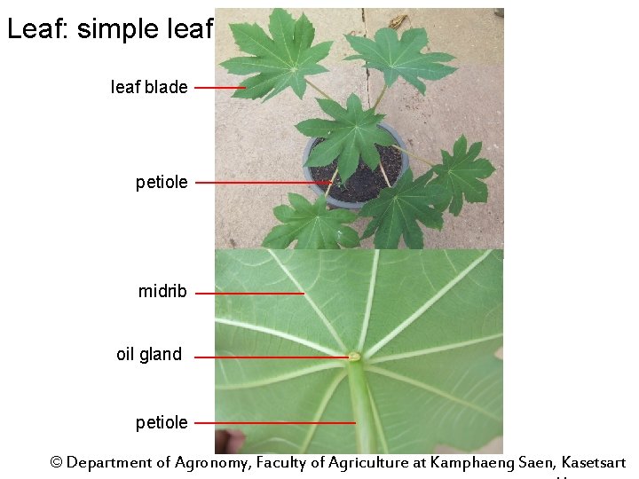 Leaf: simple leaf blade petiole midrib oil gland petiole © Department of Agronomy, Faculty