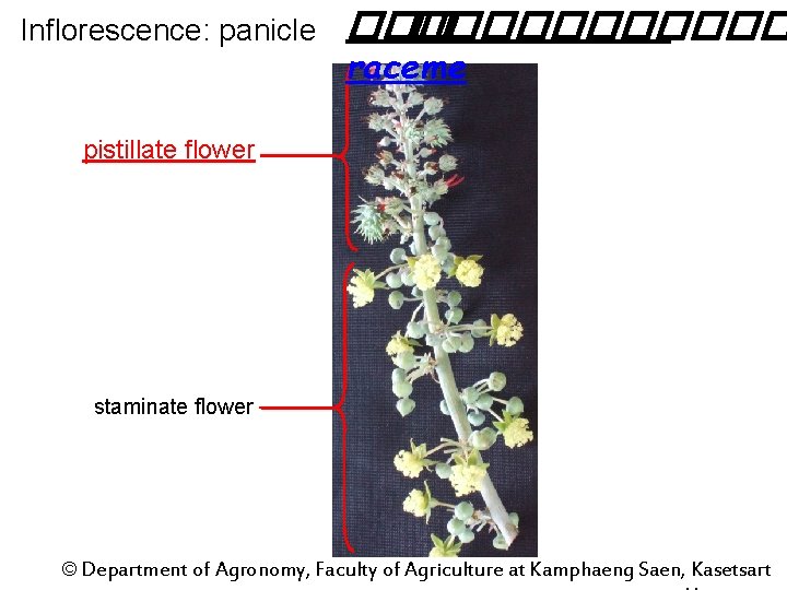 Inflorescence: panicle ������� raceme pistillate flower staminate flower © Department of Agronomy, Faculty of