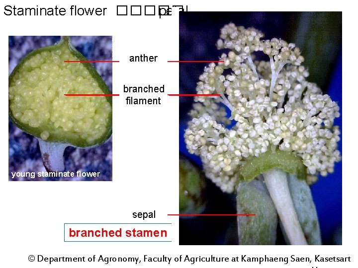 Staminate flower ����� petal anther branched filament young staminate flower sepal branched stamen ©