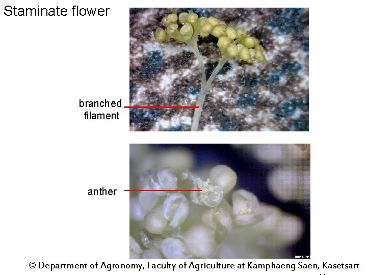 Staminate flower branched filament anther © Department of Agronomy, Faculty of Agriculture at Kamphaeng