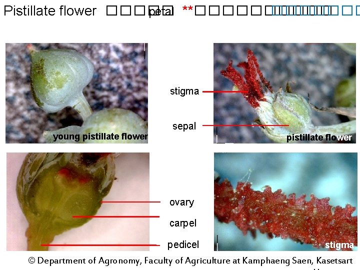 Pistillate flower ����� petal **������� stigma young pistillate flower sepal pistillate flower ovary carpel