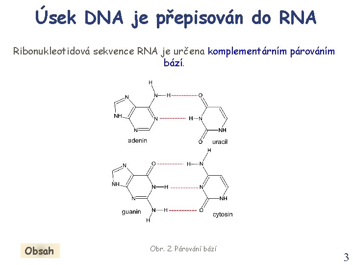 Úsek DNA je přepisován do RNA Ribonukleotidová sekvence RNA je určena komplementárním párováním bází.