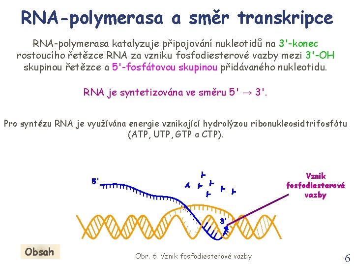 RNA-polymerasa a směr transkripce RNA-polymerasa katalyzuje připojování nukleotidů na 3'-konec rostoucího řetězce RNA za