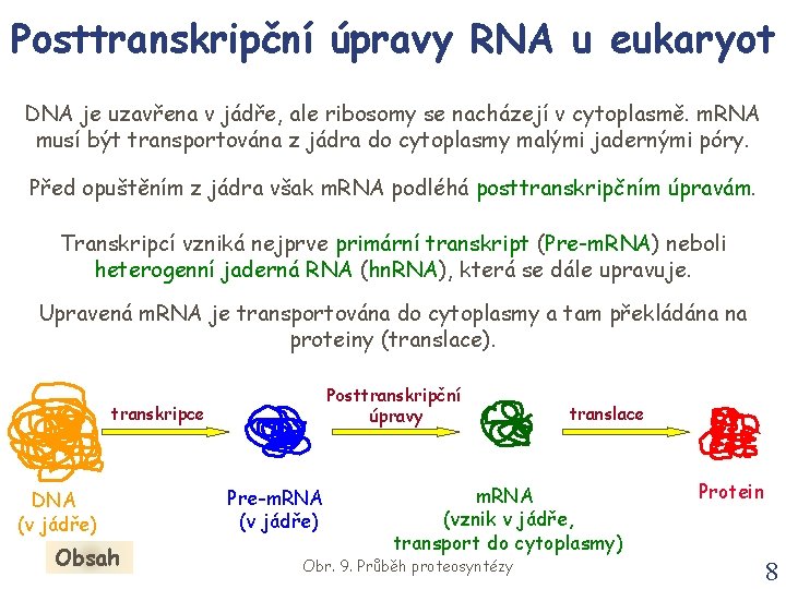 Posttranskripční úpravy RNA u eukaryot DNA je uzavřena v jádře, ale ribosomy se nacházejí