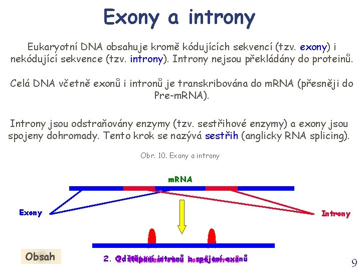 Exony a introny Eukaryotní DNA obsahuje kromě kódujících sekvencí (tzv. exony) i nekódující sekvence