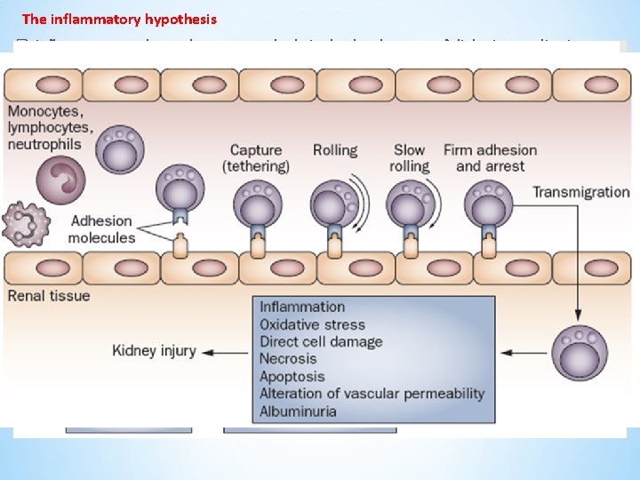 The inflammatory hypothesis q Inflammatory pathways have a central role in the development of