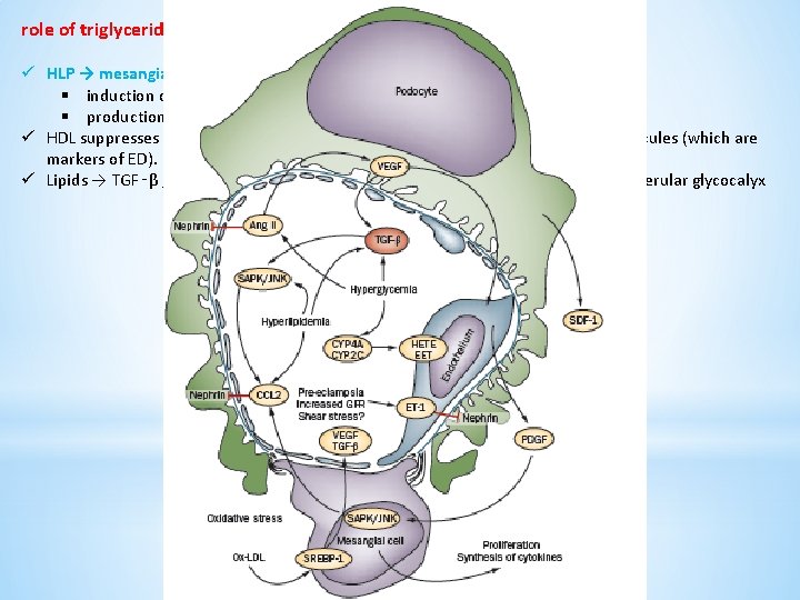 role of triglyceride-rich lipoprotein in diabetic nephropathy : ü HLP → mesangial cells :