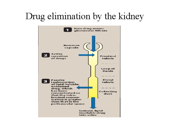 Drug elimination by the kidney 