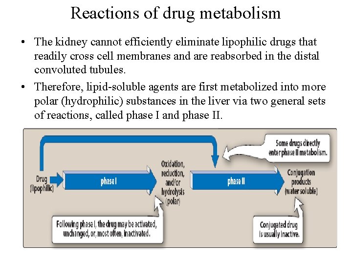 Reactions of drug metabolism • The kidney cannot efficiently eliminate lipophilic drugs that readily