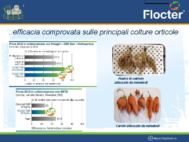 . . efficacia comprovata sulle principali colture orticole Radici di cetriolo attaccate da nematodi