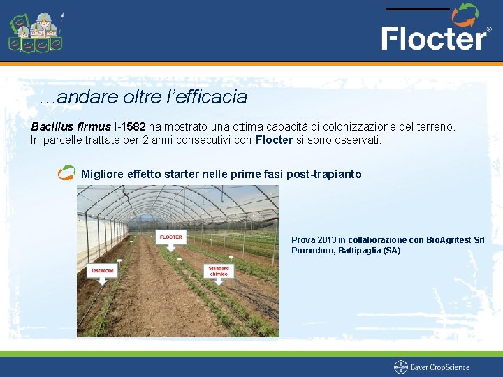 …andare oltre l’efficacia Bacillus firmus I-1582 ha mostrato una ottima capacità di colonizzazione del