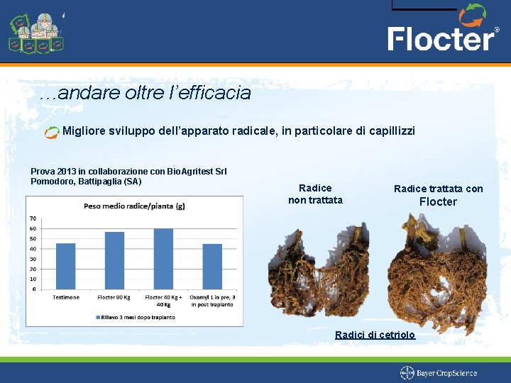 …andare oltre l’efficacia Migliore sviluppo dell’apparato radicale, in particolare di capillizzi Prova 2013 in