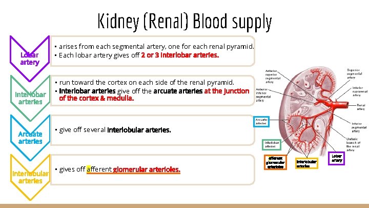 Kidney (Renal) Blood supply Lobar artery Interlobar arteries Arcuate arteries Interlobular arteries • arises