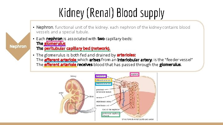 Kidney (Renal) Blood supply • Nephron, functional unit of the kidney. each nephron of