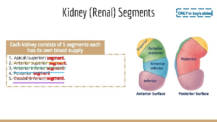 Kidney (Renal) Segments Each kidney consists of 5 segments each has its own blood