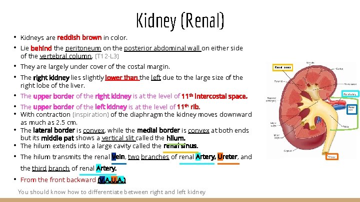 Kidney (Renal) • • Kidneys are reddish brown in color. • • They are
