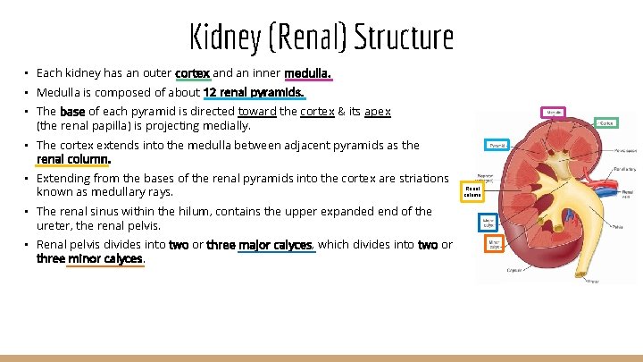 Kidney (Renal) Structure • Each kidney has an outer cortex and an inner medulla.
