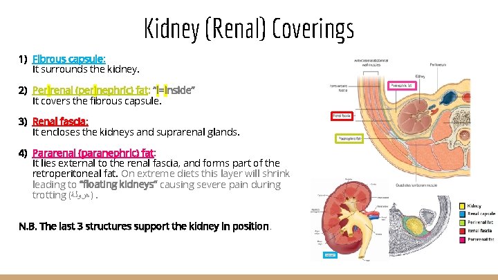 Kidney (Renal) Coverings 1) Fibrous capsule: It surrounds the kidney. 2) Perirenal (perinephric) fat: