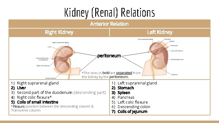 Kidney (Renal) Relations Anterior Relation Right Kidney Left Kidney peritoneum *The ones in bold