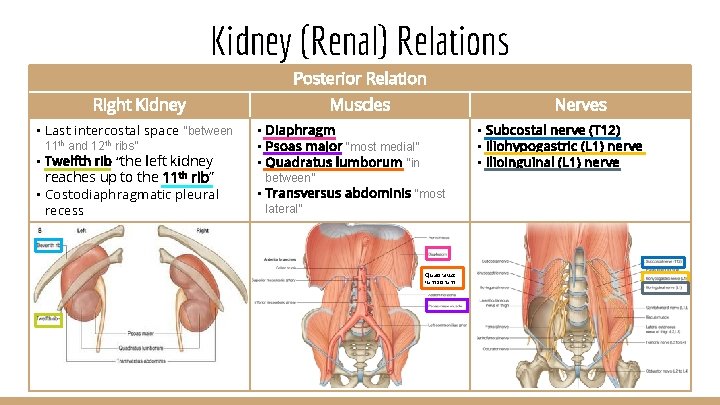 Kidney (Renal) Relations Posterior Relation Right Kidney • Last intercostal space “between 11 th