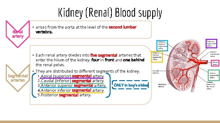 Kidney (Renal) Blood supply Renal artery • arises from the aorta at the level