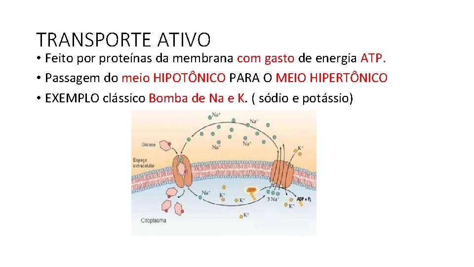 TRANSPORTE ATIVO • Feito por proteínas da membrana com gasto de energia ATP. •