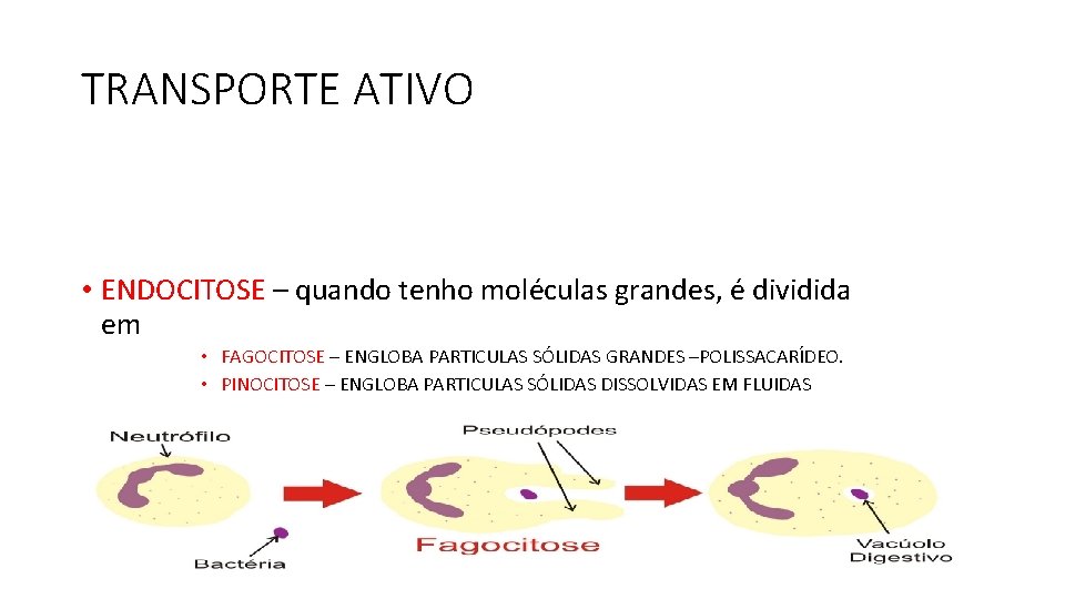 TRANSPORTE ATIVO • ENDOCITOSE – quando tenho moléculas grandes, é dividida em • FAGOCITOSE