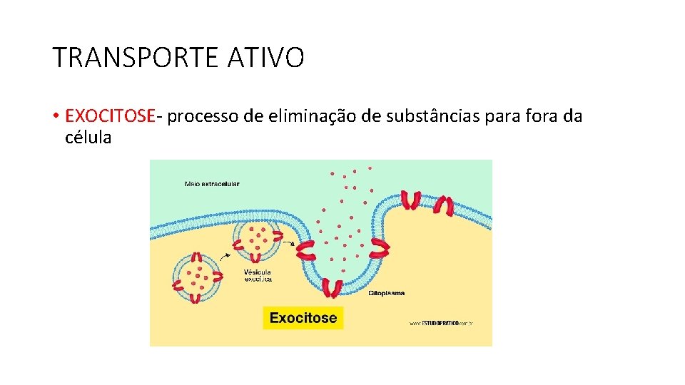 TRANSPORTE ATIVO • EXOCITOSE- processo de eliminação de substâncias para fora da célula 