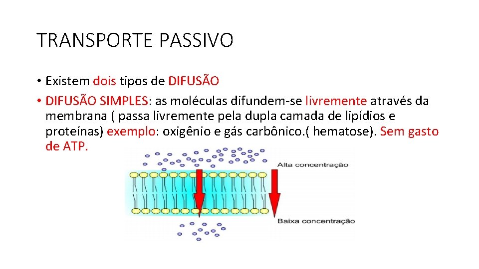 TRANSPORTE PASSIVO • Existem dois tipos de DIFUSÃO • DIFUSÃO SIMPLES: as moléculas difundem-se