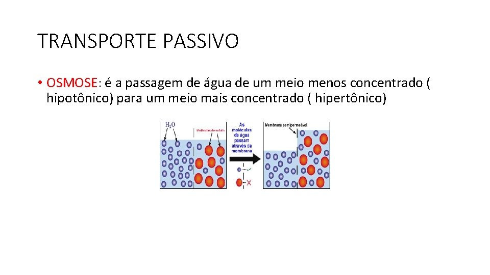 TRANSPORTE PASSIVO • OSMOSE: é a passagem de água de um meio menos concentrado