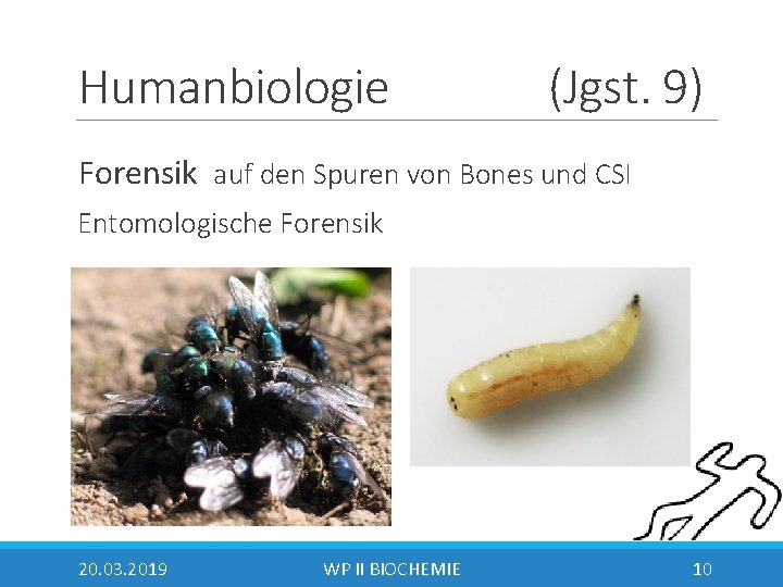 Humanbiologie (Jgst. 9) Forensik auf den Spuren von Bones und CSI Entomologische Forensik 20.