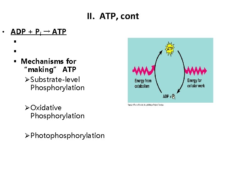 II. ATP, cont • ADP + Pi → ATP § § § Mechanisms for