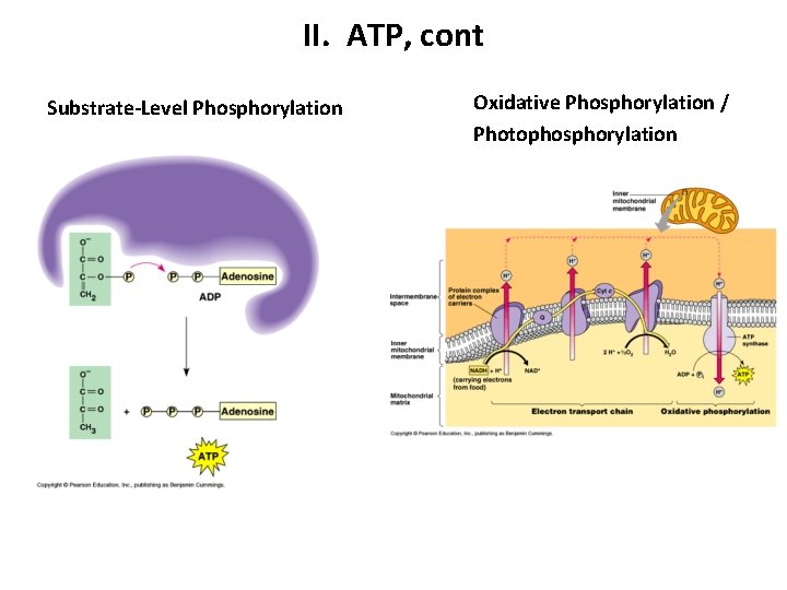 II. ATP, cont Substrate-Level Phosphorylation Oxidative Phosphorylation / Photophosphorylation 
