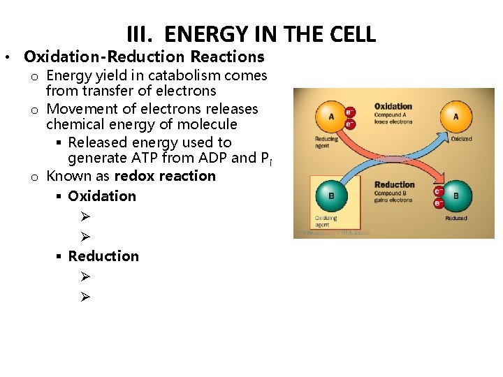 III. ENERGY IN THE CELL • Oxidation-Reduction Reactions o Energy yield in catabolism comes