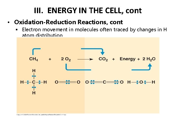 III. ENERGY IN THE CELL, cont • Oxidation-Reduction Reactions, cont § Electron movement in