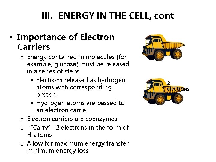 III. ENERGY IN THE CELL, cont • Importance of Electron Carriers o Energy contained