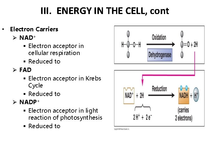 III. ENERGY IN THE CELL, cont • Electron Carriers Ø NAD+ § Electron acceptor