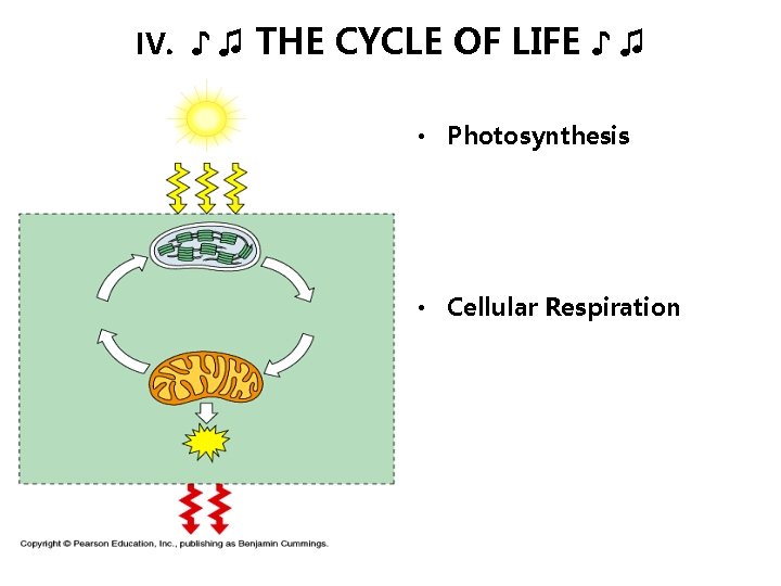 IV. ♪ ♫ THE CYCLE OF LIFE ♪ ♫ • Photosynthesis • Cellular Respiration