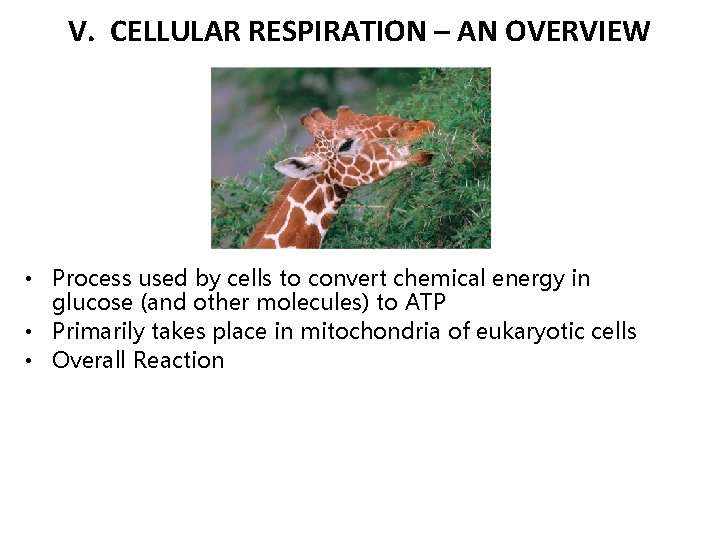 V. CELLULAR RESPIRATION – AN OVERVIEW • Process used by cells to convert chemical