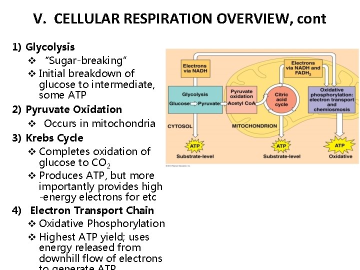 V. CELLULAR RESPIRATION OVERVIEW, cont 1) Glycolysis v “Sugar-breaking” v Initial breakdown of glucose